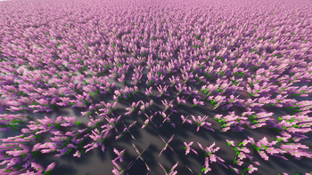 Allium
