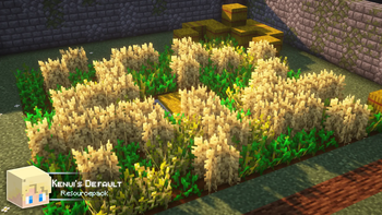 Wheat Field!
