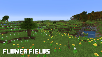 Flower Fields