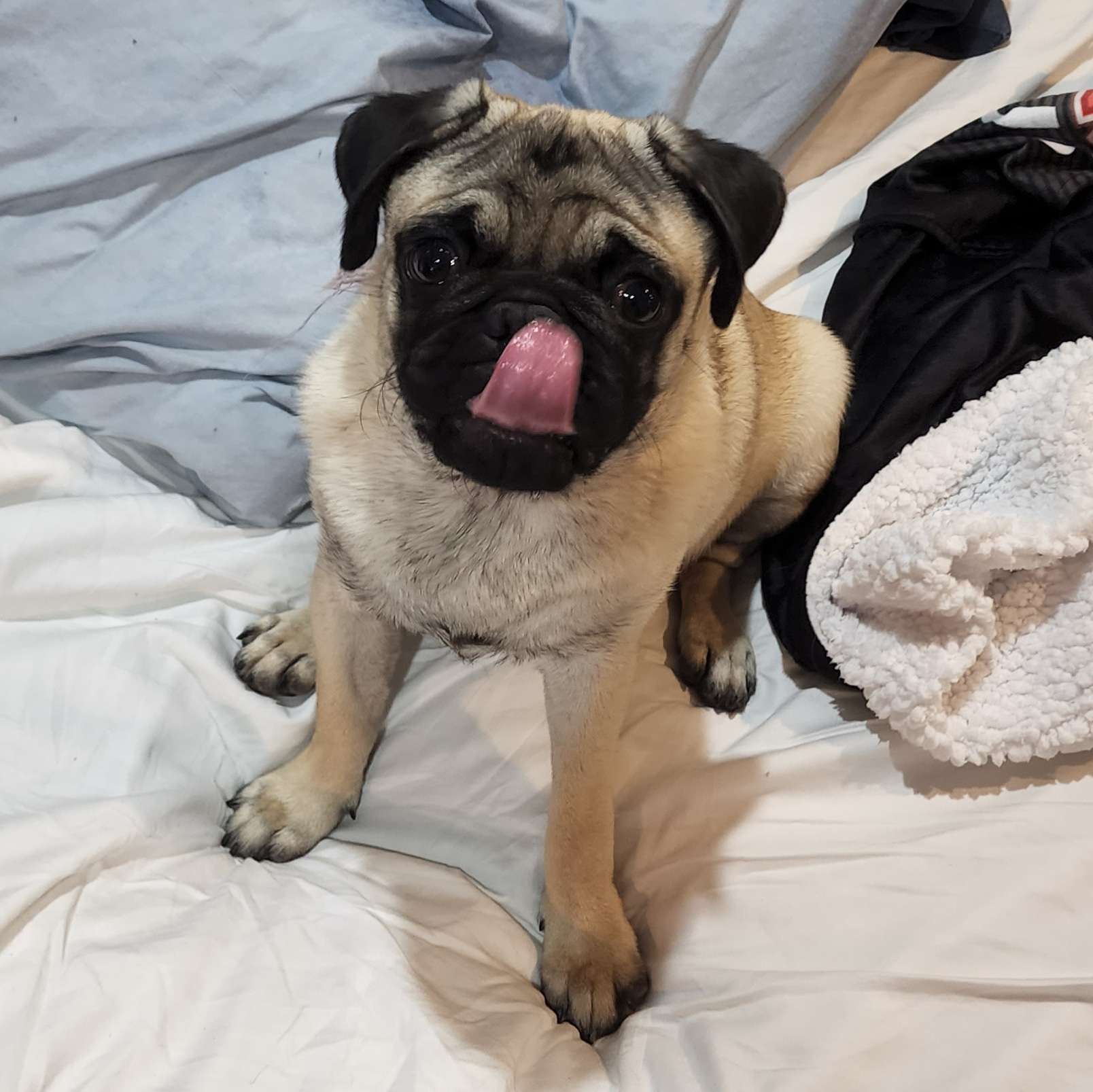 Pug Origins