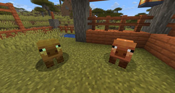 Sick vs Healthy pig