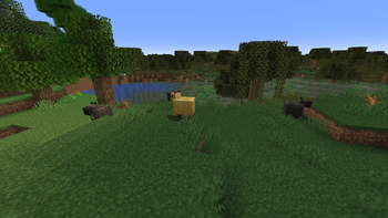 Group of wild Capybara