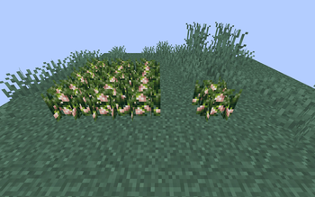 White Strawberries
