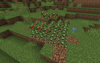 ReFresca Bushes