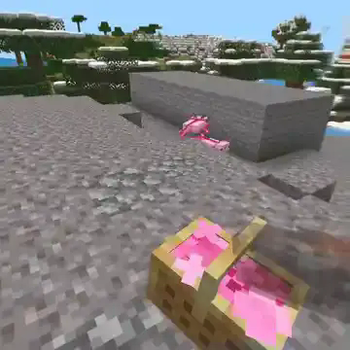 Pink Petals