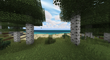 Birch Forest by Sea