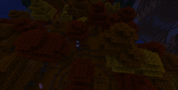 Dappled Forest Night