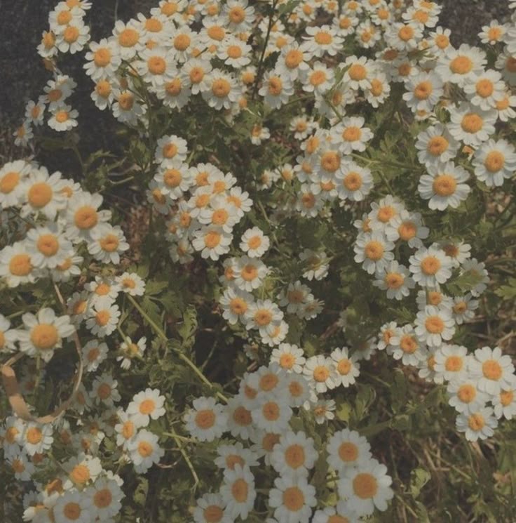 Flowers & Campfires