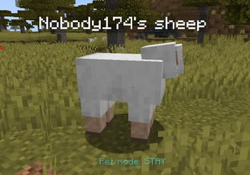 pet-stay