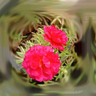 Icon for The Ros3 Garden