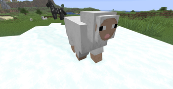 Sheep
