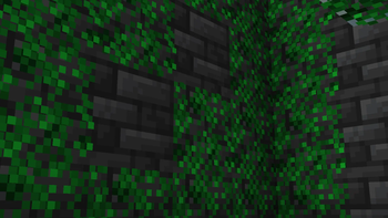 Clinging Algae on a Wall