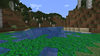 Surface Algae