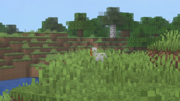 A chickan touching grass