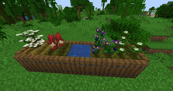Plant Showcase