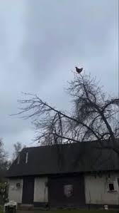 Chicken scream