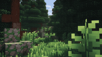 Forest 