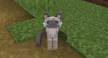 Ragdoll