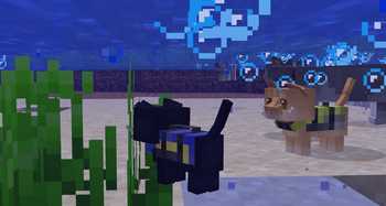 Kittens in life vests