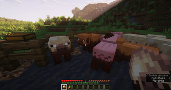 Muddy Pigs