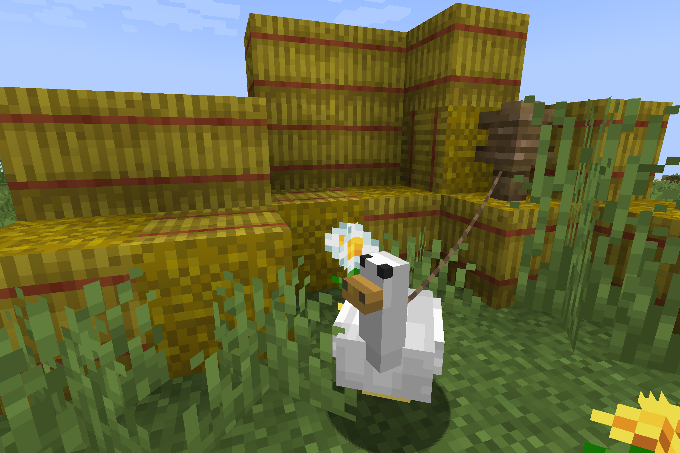 A white honk relaxing by some hay bales