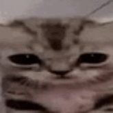 if modpack not gives fps boost
