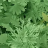 Fantastik Leaves
