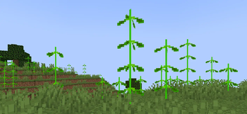 Spinach Leaves