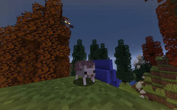 hedgehog