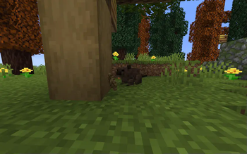 beaver