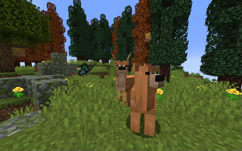deer