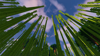 Bamboo Jungle