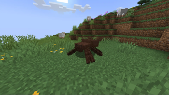 Brown Tarantula