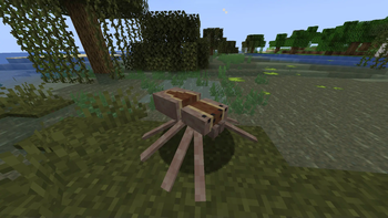 Nursery web spider