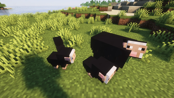 Realistic Sheeps