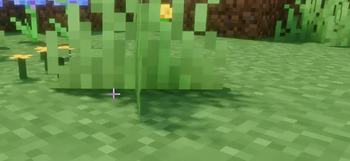 Grass