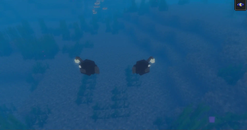 Angler Fish