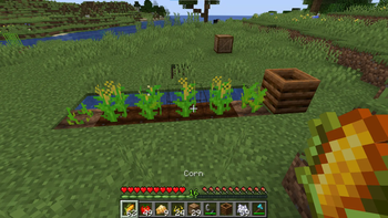 Corn Crop