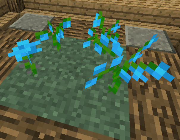 blue orchid