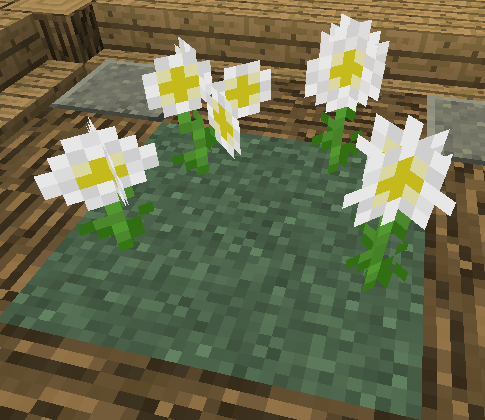 oxeye daisy