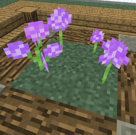 allium