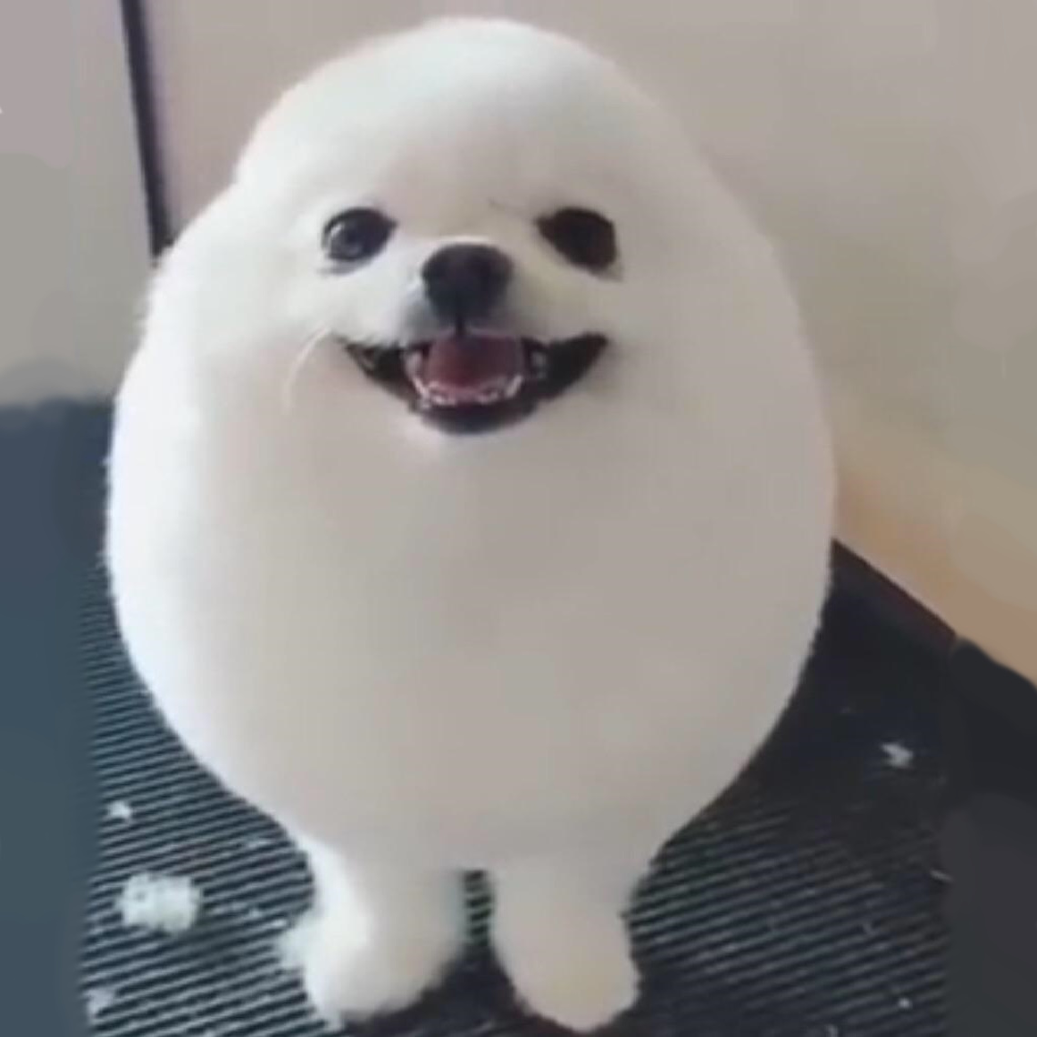 Egdog 8