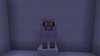 sheep