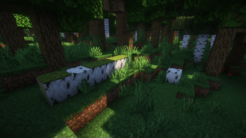 A fallen over birch tree