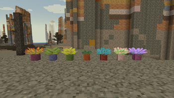 Succulent Flowers in Dyed Flower Pots!