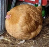 lipesto