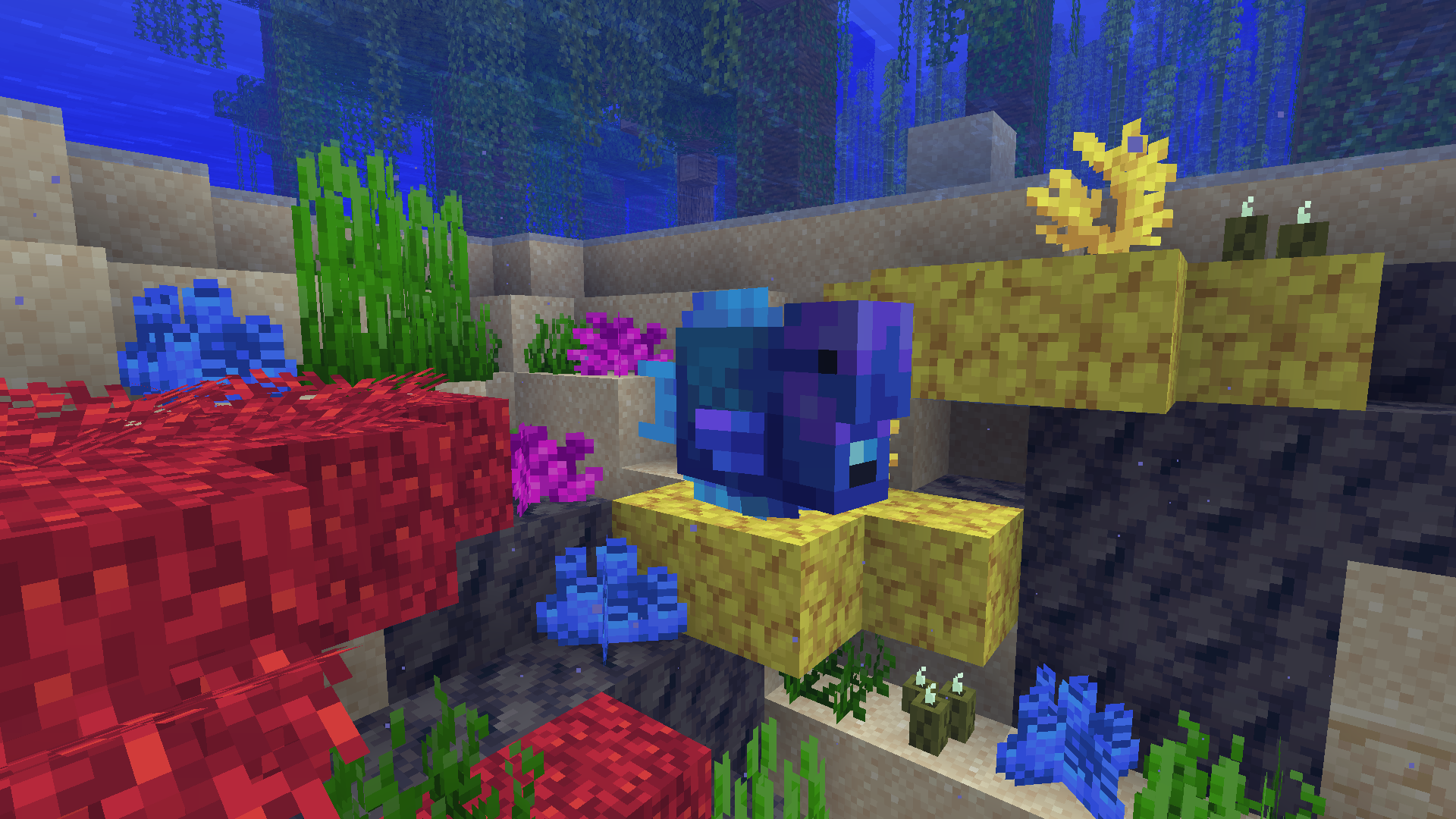 A Blue Parrotfish Contemplates Life