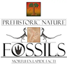 Prehistoric Nature Fossils