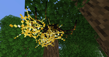 Golden Orb Weaver