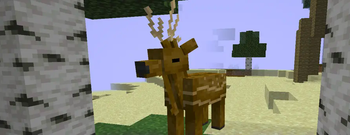 Deer